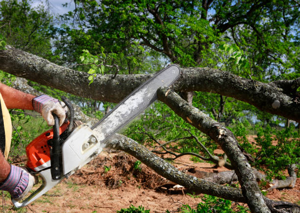 Best Tree Health Inspection  in Hammond, LA